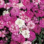 Brightly coloured flowers in shades of pink  carmine  lavender and white. Ideal for neat bedding and