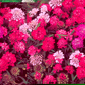 Unbranded Candytuft Fantasia Mix Seeds