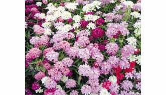 Unbranded Candytuft Seeds - Candycane Mixed