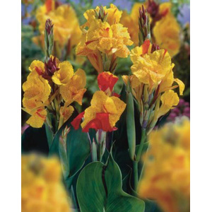 The Cleopatra produces variegated yellow blooms all summer long.