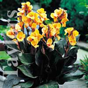 The Louis Cottin produces bronze foliage with golden yellow flowers all summer long.