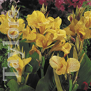 Unbranded Canna Picasso Bulb