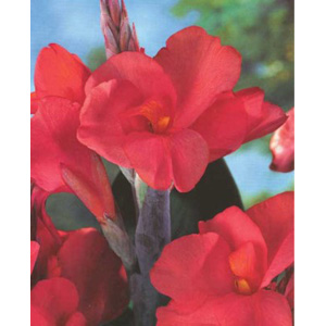 Unbranded Canna Pink Futurity Bulb