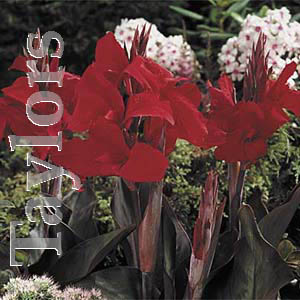 The Red King Humbert produces bronze foliage with scarlet flowers all summer long.