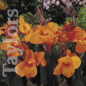 Unbranded Canna Wyoming Bulb