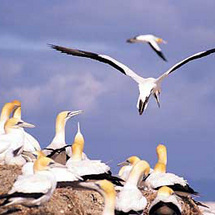 Discover this renowned bird sanctuary on the longest natural spit of sand in the world. It is home t