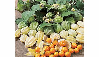 Unbranded Cape Gooseberry Seeds