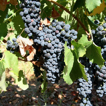 Unbranded Cape Winelands Tour - Child