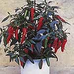 Unbranded Capsicum Apache F1 Pot Ready Plants 470741.htm
