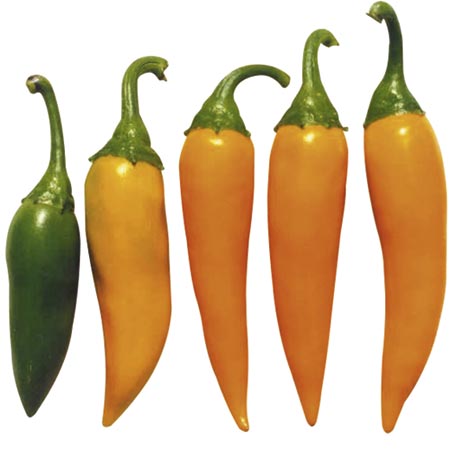 Unbranded Capsicum Bulgarian Carrot Seeds (Pepper) 20 Seeds