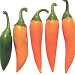 Unbranded Capsicum Bulgarian Carrot Seeds