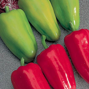 Unbranded Capsicum F1 Gypsy Seeds