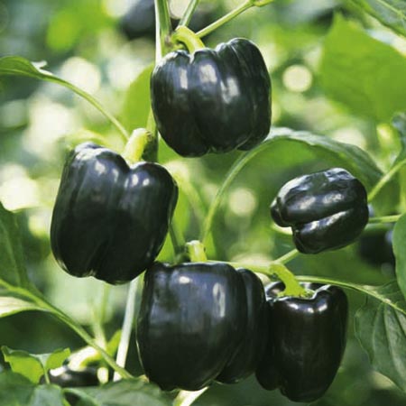 Unbranded Capsicum (Sweet) Grafted Mavis F1 Plants Pack of