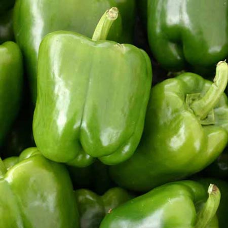 Unbranded Capsicum (Sweet) Grafted Prego F1 Plants Pack of