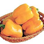 Unbranded Capsicum Yellow Bell F1 Pot Ready Plants