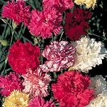 Extremely fragrant  large  fully double flowers on sturdy stems - ideal for borders or cut flowers. 