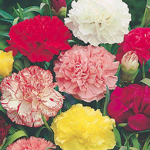 Unbranded Carnation Chabaud Giant Mix Seeds
