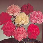 Unbranded Carnation Floristan Seeds 425045.htm