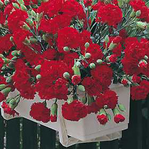 These pendulous carnations are ideal for window boxes  baskets  pots and tubs  adding an extra slant
