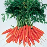 Unbranded Carrot Amsterdam Forcing 3 Seeds - Triplepack