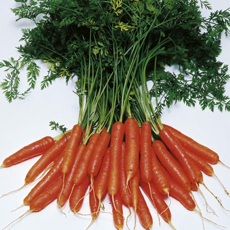 Unbranded Carrot Amsterdam Forcing 3 Seeds Average Seeds