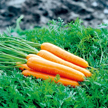 Unbranded Carrot Artemis F1 Seeds Average Seeds 520