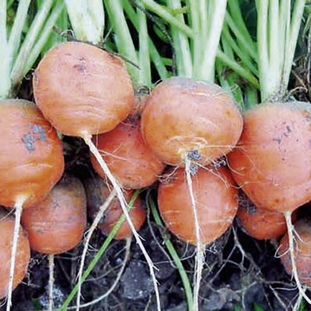Unbranded Carrot Atlas Seeds Average Seeds 940