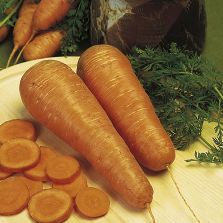 Unbranded Carrot Autumn King 2 Seeds - Triple Pack Average