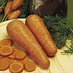 Unbranded Carrot Autumn King 2 Seeds 433811.htm