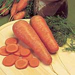 Unbranded Carrot Autumn King 2 Seeds
