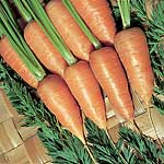 Unbranded Carrot Chantenay Red Cored Royal 2 Seeds -