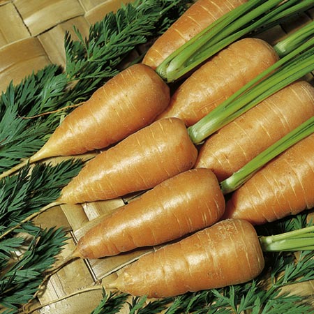 Unbranded Carrot Chantenay Red Cored Royal 2 Seeds Average