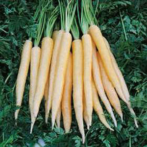 Unbranded Carrot Cr