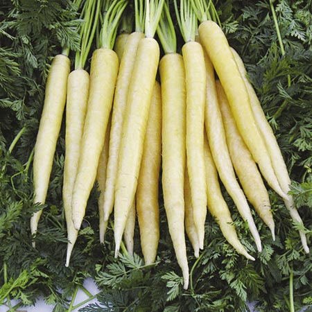 Unbranded Carrot Creme De Lite F1 Seeds Average Seeds 400