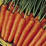 Unbranded Carrot Early Nantes 5 Seeds 433986.htm