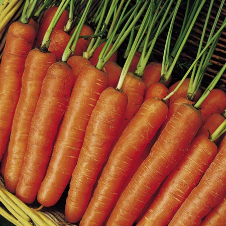 Unbranded Carrot Early Nantes 5 Seeds Average Seeds 1100