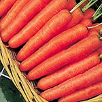 Unbranded Carrot Early Nantes 5 Seeds