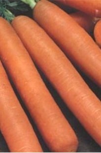 Unbranded Carrot Early Nantes F1 x 2000 seeds