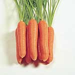 Unbranded Carrot Eskimo F1 Seeds 433889.htm