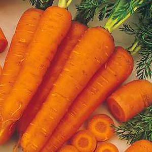 Unbranded Carrot Fly Away F1 Hybrid Seeds