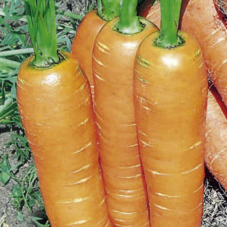 Unbranded Carrot Flyaway F1 Seeds Average Seeds 400
