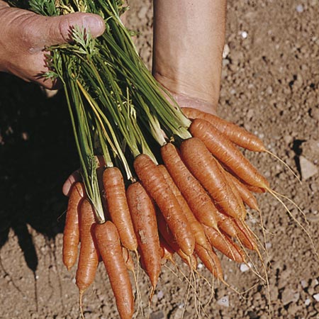 Unbranded Carrot Ideal Seeds Average Seeds 1000