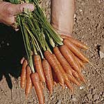 Unbranded Carrot Ideal Seeds