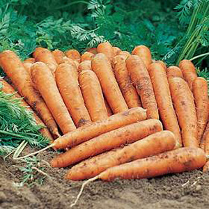 Unbranded Carrot Jeanette Seeds