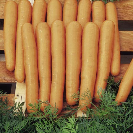 Unbranded Carrot Maestro F1 Seeds Average Seeds 660