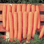 Unbranded Carrot Maestro F1 Seeds
