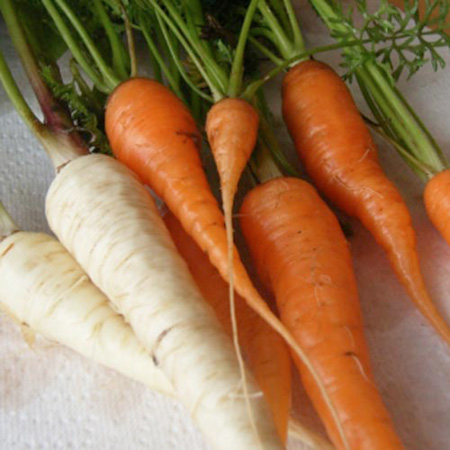 Unbranded Carrot Norwich Primed Seed Carrot Norwich Primed