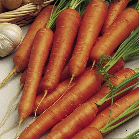 Unbranded Carrot Parano F1 Seeds Average Seeds 520