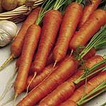 Unbranded Carrot Parano F1 Seeds