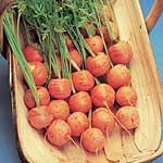 Unbranded Carrot Parmex Seeds 434116.htm